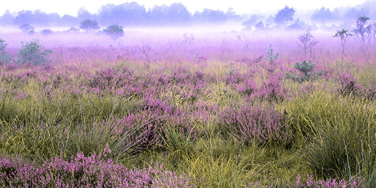 Heide im Nebel - Foto: Dave Lubek