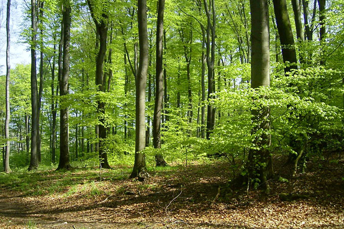 Stressfaktoren für den Wald: Schadstoffeinträge, Klimawandel und Nutzungsdruck