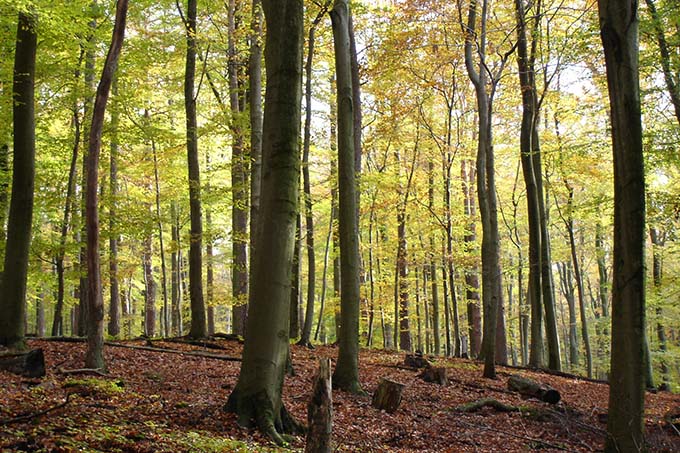 Herbstwald - Foto: Hans-Martin Kochanek
