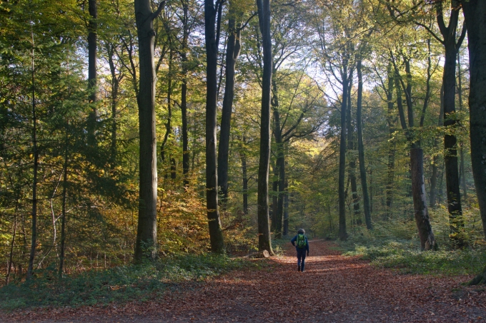 Der Reichswald am Niederrhein. - Foto: NABU/Dietrich Cerff