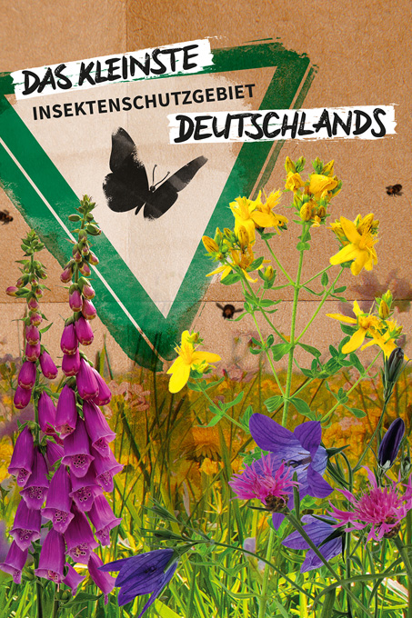Keyvisual - „Insektenfreude – mit regionalen Wildpflanzen“ - Grafik: NABU-Naturschutzstation Niederrhein