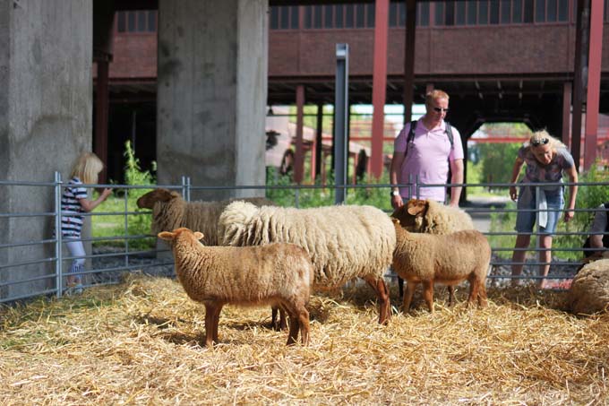 Die NAJU-Schafe unter dem Kokskohlenbunker waren eine Attraktion für Kinder - Foto: Christian Bölke