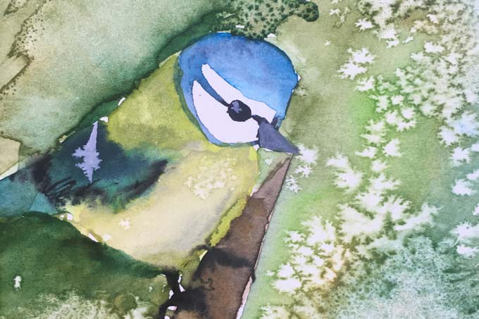 Blaumeise in Aquarell - Illustration: Ria (1. Platz Malwettbewerb Vögel 2020)