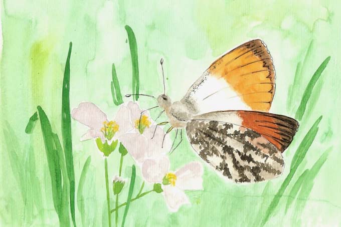 Illustration: Marie-Christin (1. Platz Malwettbewerb Schmetterlinge 2020)