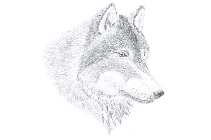 Wolf - Illustration: Lisa (2. Platz Malwettbewerb Wolf 2020)