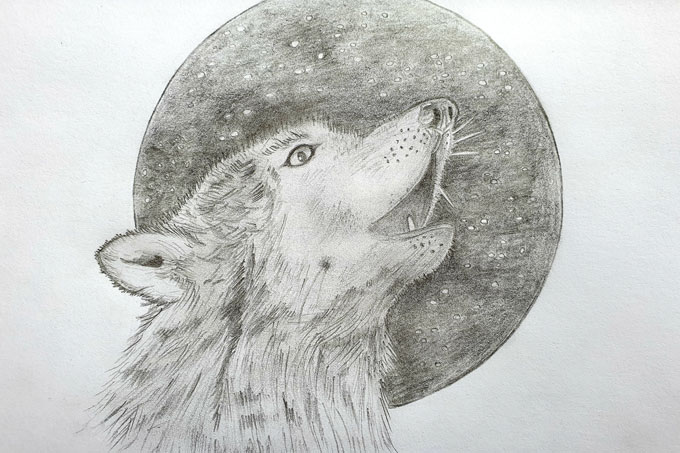 Wolf - Illustration: Elisa (4. Platz Malwettbewerb Wolf 2020)