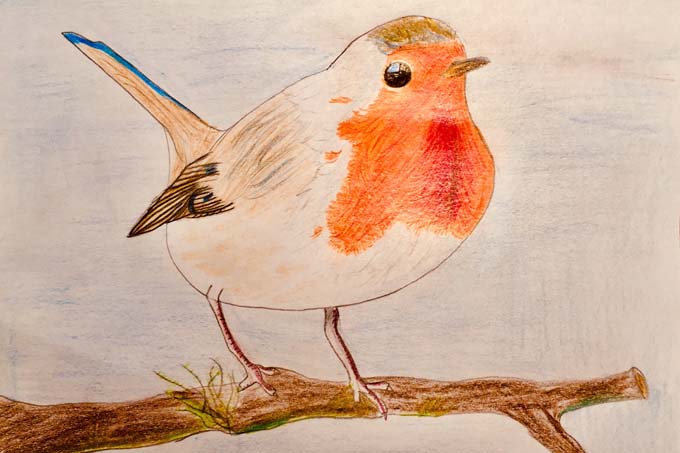 Rothkehlchen - Illustration: Linus (8. Platz Malwettbewerb Vögel 2020)