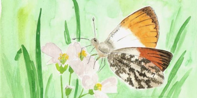 Illustration: Marie-Christin (1. Platz Malwettbewerb Schmetterlinge 2020)