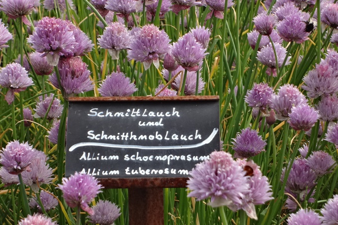 Blühender Schnittlauch - Foto: Helga M. Kaczmarek