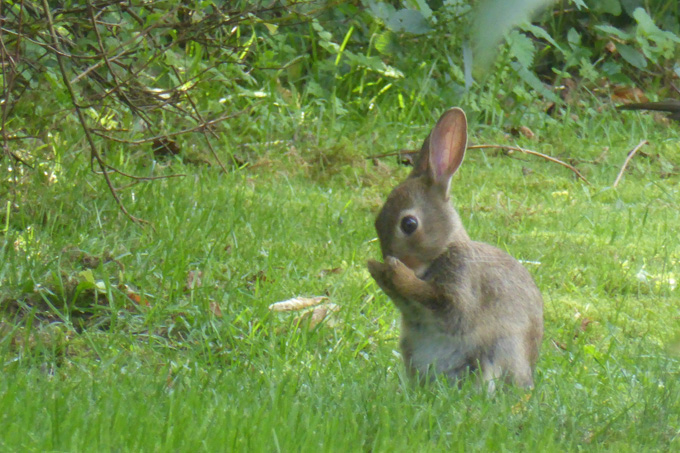 Auch Kaninchen fühlen sich im Wildgarten wohl - Foto: Christa Kunellis