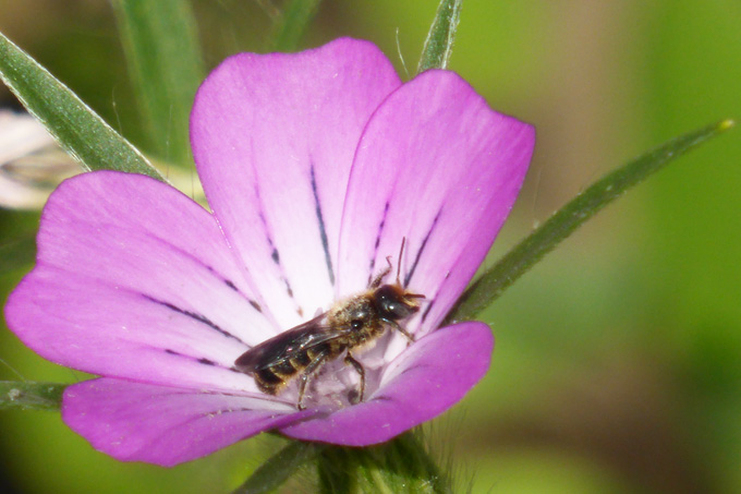 Eine Scherenbiene in der Blüte der Kornrade - Foto: Christa Kunellis