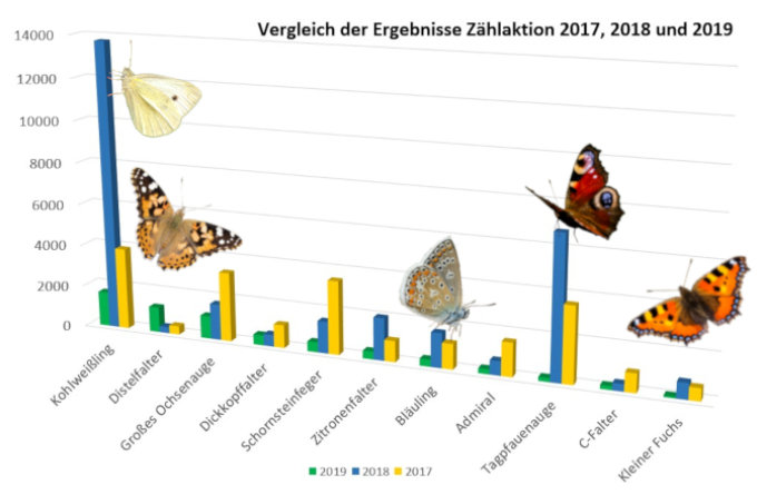 Im Vergleich zur Zählaktion 2017 und dem guten Schmetterlingsjahr 2018, wurden in diesem Jahr deutlich weniger Schmetterlinge gemeldet.