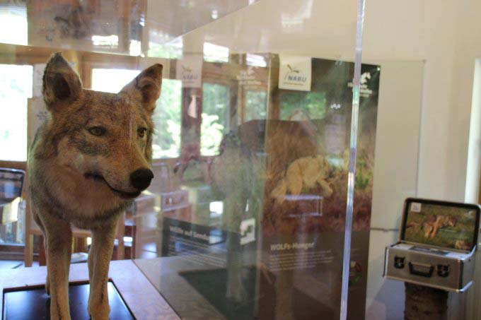 Leihgabe des Naturkundemuseums Münster: Wolfspräparat - Foto: Bernd Gregarek