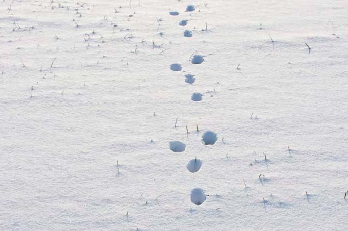 Titel 1/2019 Hasenspur im Schnee - Foto: Naturfoto Frank Hecker