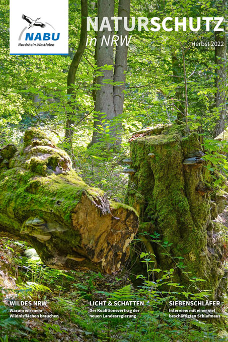 Titel 3/2022: Totholz bei den Bärensteinen im Teutoburger Wald - Foto: Fotolyse/Adobe Stock