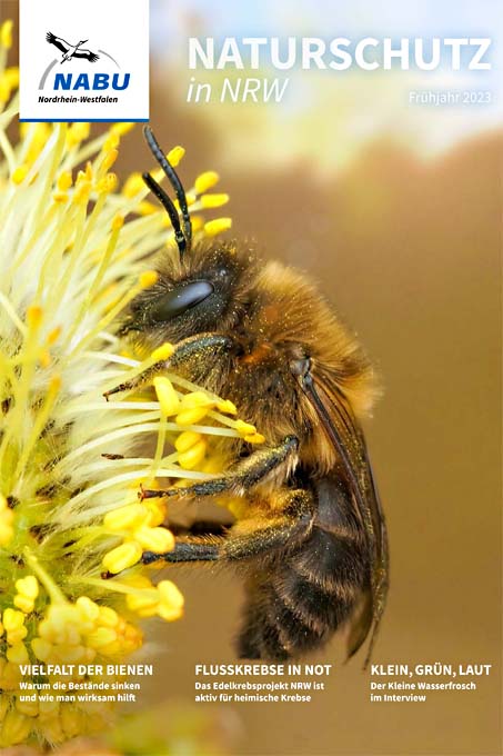 Titel 1/2023: Frühlings-Seidenbiene auf Pollensuche - Foto: Henk Wallays/Adobe Stock