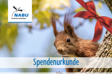 Spendenurkunde: Eichhörnchen