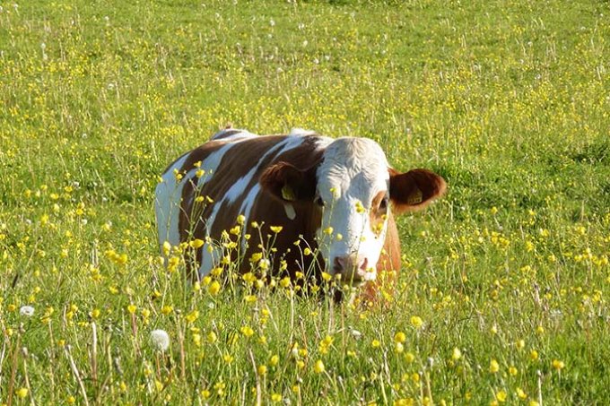 Kuh im Blütenmeer, Foto: Martin Wenzel-Teuber