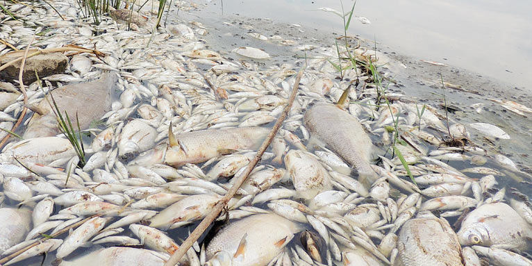 Tote Fischer in der Oder.